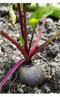 Beetroot in the Garden Journal