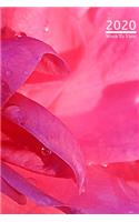 A5 2020 Diary Week To View Paperback Cover With Alternative Design -: - Rain And Dew On Pink Flower Petals 2020 Diary Cover, Year Planner For Business, Office, Home, University, College, School, Appointments, Organizer