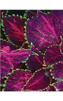 Purple Coleus Sketchbook