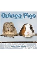 Guinea Pigs Calendar 2018