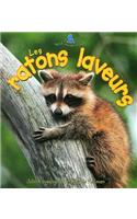 Les Ratons Laveurs (the Life Cycle of a Raccoon)