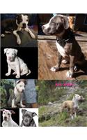 Pit Bull Sketch Book: Practice Painting, Drawing, writing, Sketching or Creative Doodling.