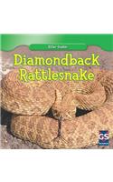 Diamondback Rattlesnake