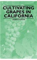 Cultivating Grapes in California