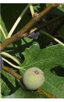 Fig Tree Notebook