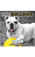 The Bulldog 2020 Mini Wall Calendar