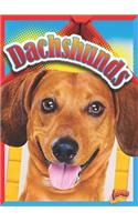 Dachshunds: (Doggie Data)