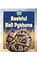 Bashful Ball Pythons