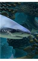 Shark Notebook