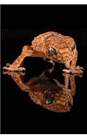 Rough Knob-Tailed Gecko Lizard Journal: 150 page lined notebook/diary