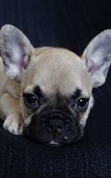 Pug
