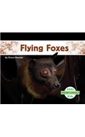 Flying Foxes