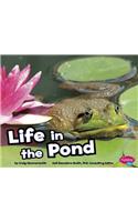 Life in the Pond