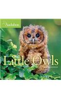 Audubon Little Owls Mini Wall Calendar 2020