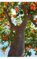 Picking Oranges from the Tree Journal: 150 Page Lined Notebook/Diary