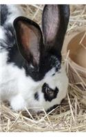 Dalmatian Rex Rabbit (Oryctolagus cuniculus) Journal: 150 Page Lined Notebook/Diary