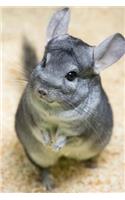 A Darling Little Gray Chinchilla Animal Journal