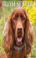 Just Irish Setters 2022 Wall Calendar (Dog Breeds)
