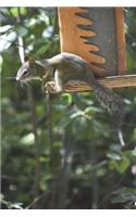 Squirrel on a Bird Feeder in Aspen, Colorado Journal