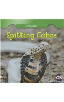 Spitting Cobra