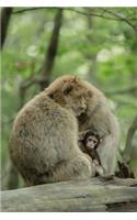 Barbary Macaque Monkey Family Journal