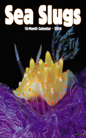 Sea Slugs 2024 Calendar