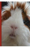 Guinea Pig Says Write