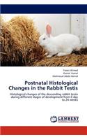 Postnatal Histological Changes in the Rabbit Testis