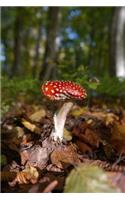 Mushroom in the Forest Journal: 150 Page Lined Notebook/Diary