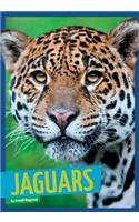 Jaguars