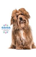 2020 Havanese Planner - Weekly - Daily - Monthly