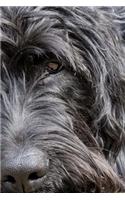 Labradoodle Notebook
