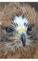 Booted Eagle (Hieraaetus Pennatus) Portrait Journal: 150 page lined notebook/diary