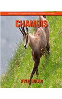 Chamois! Learn about Chamois and Enjoy Colorful Pictures