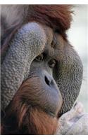 Orangutan Notebook: 150 lined pages, glossy softcover, 6 x 9