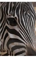Up Close and Personal with a Zebra Journal: 150 Page Lined Notebook/Diary