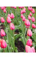 Pink Tulips Journal