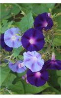 Good Morning, Morning Glory Journal