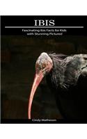 Ibis: Fascinating Ibis Facts for Kids with Stunning Pictures!