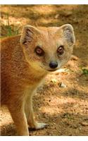 Cool Yellow Mongoose Cynictis Penicillata Animal Journal: 150 Page Lined Notebook/Diary