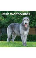 Irish Wolfhounds 2020 Square Wall Calendar
