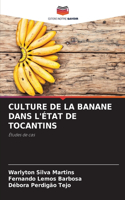 Culture de la Banane Dans l'État de Tocantins
