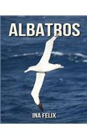 Albatros