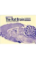 Rat Brain in Stereotaxic Coordinates