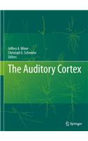 Auditory Cortex