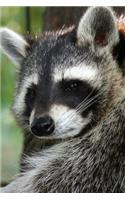 Curious Raccoon in a Tree Portrait Animal Journal: 150 Page Lined Notebook/Diary