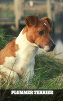 Plummer Terrier