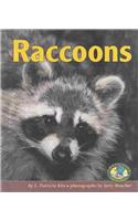 Raccoons