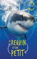 Cycle de Vie: Le Requin Et Son Petit