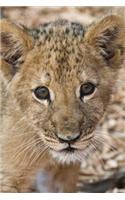 African Lion Cub Portrait Journal: 150 page lined notebook/diary